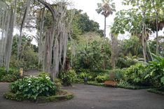Puerto de la Cruz Botanical Garden