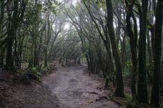 Anaga Mountains laurel forest
