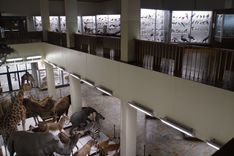 Tadas Ivanauskas Zoological Museum