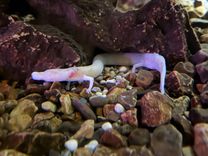 Olm