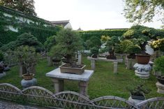 Miniature Trees in Humble Administrator's Garden
